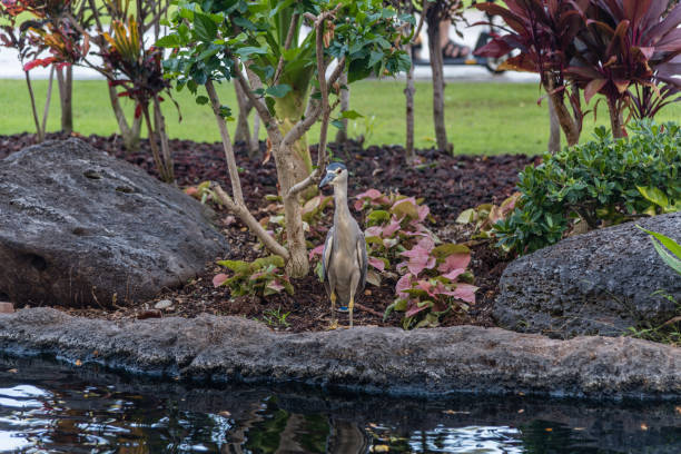 ハワイ州オアフ島のアオサギ - heron night heron island water ストックフォトと画像