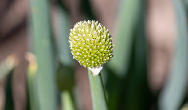 fotografía de una hermosa flor de cebollino. - chive allium flower cultivated herb fotografías e imágenes de stock