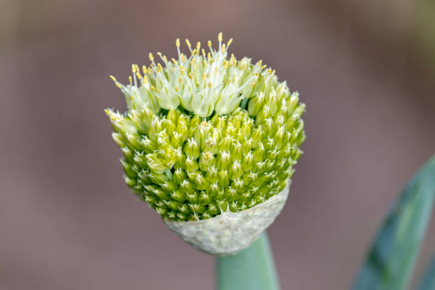 fotografía de una hermosa flor de cebollino. - chive allium flower cultivated herb fotografías e imágenes de stock