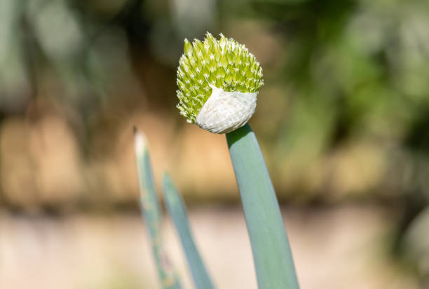 fotografía de una hermosa flor de cebollino. - chive allium flower cultivated herb fotografías e imágenes de stock