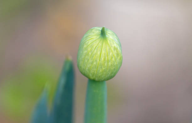 fotografía de una hermosa flor de cebollino. - chive allium flower cultivated herb fotografías e imágenes de stock