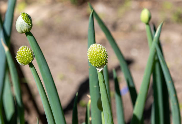 fotografía de una hermosa flor de cebollino. - chive allium flower cultivated herb fotografías e imágenes de stock