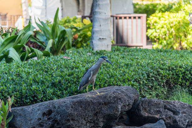 ハワイ州オアフ島のアオサギ - heron night heron island water ストックフォトと画像