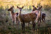 Fallow deer in parkland in England in early Autumn