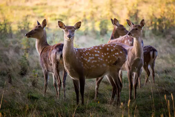 Photo of Fallow deer in parkland in England in early Autumn