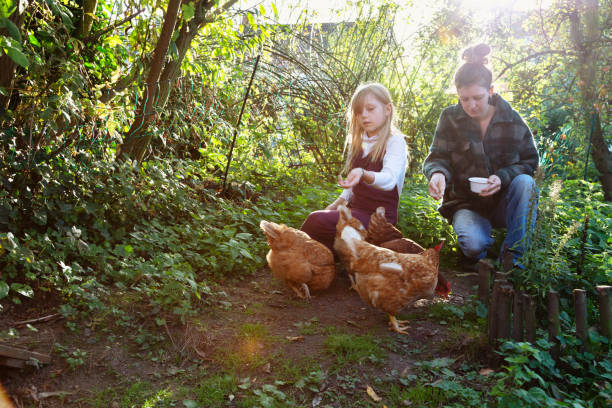istock Mother and daughter are feeding chicken 1433190167