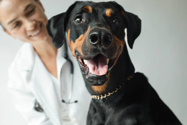 Veterinarian is looking at Doberman Pinscher in front of white background.