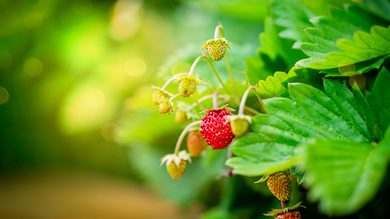 Close up of wild strawberry in sunlight