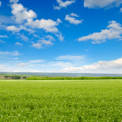 Green peas field and blue sky. Agricultural landscape.
