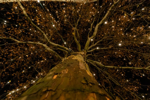 Christmas background for template. New year design concept, unfocused lights and copy space. Abstract bokeh, close-up photography. Fir tree for celebration and decorations