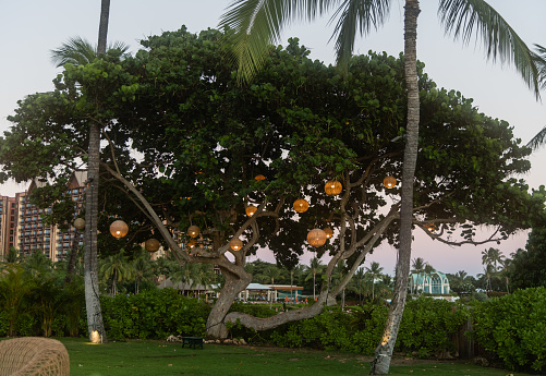 Beautiful glowing lanterns on a tropical tree at sunset, Oahu, Hawaii