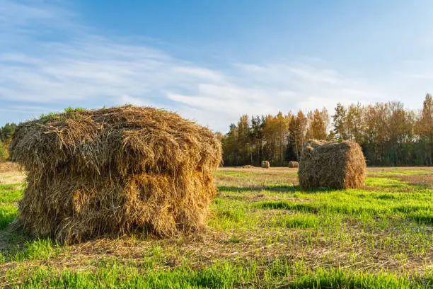 Haybale at a field with green grass. Autumn landscape on a sunny day