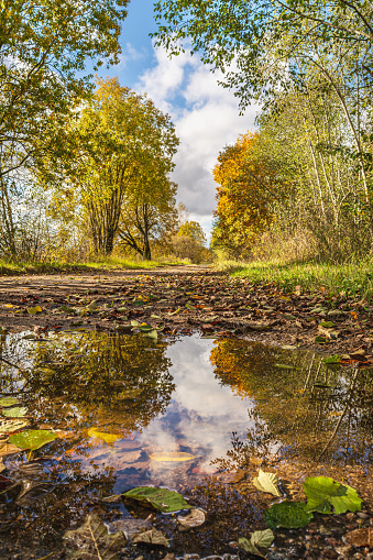 A large puddle on the road, the sky and trees are reflected in the water, a lot of fallen leaves. Trees with falling yellow foliage on the side of a rural road. Autumn landscape on a sunny day. Focus on the middle and far ground