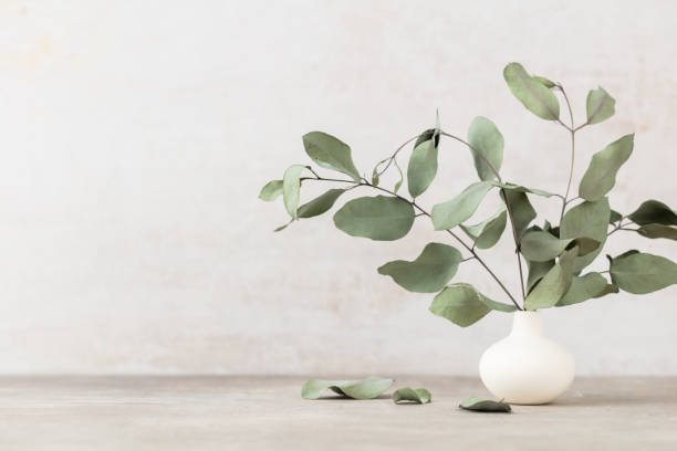 istock Green eucalyptus leaves in vase. Front view. Place for text, copy space, mockup. 1433193159