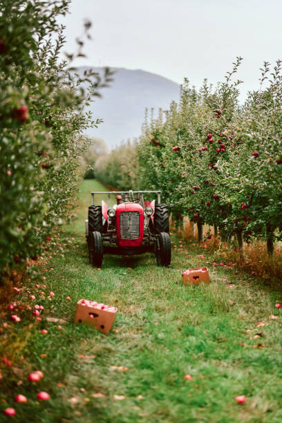 istock Tractor Positioned Between Rows Of Apple Orchard Trees During Harvest Season 1433193744