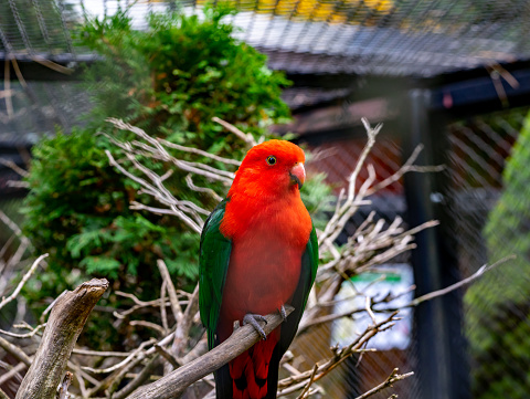 King Parakeet (Alisterus scapularis) in an aviary