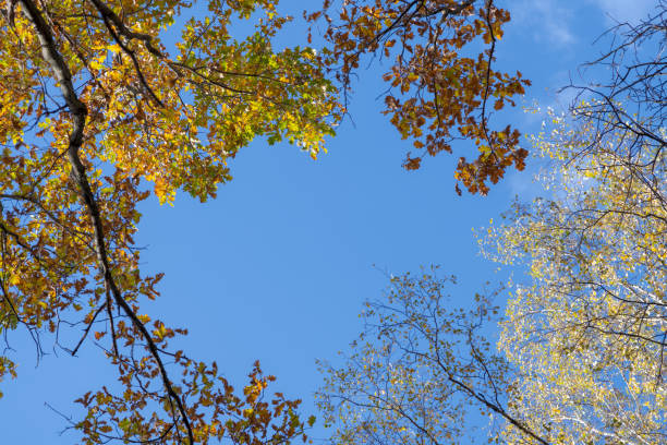 Low angle view of natural frame from top of trees branches with yellow leaves in autumn forest against clear blue sky. Indian summer. Natural background. Beauty in nature theme.