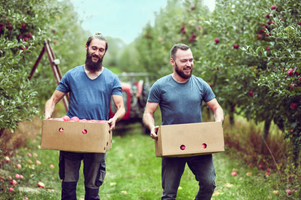 istock Friends Happily Working On Yearly Apple Harvests 1433194667