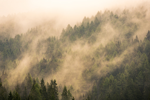 Vast forest of spruce trees on hill side covered in thick fog