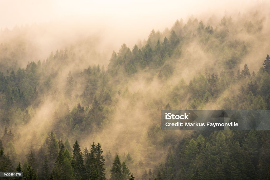 Grey forest landscape covered in thick fog Vast forest of spruce trees on hill side covered in thick fog Fog Stock Photo