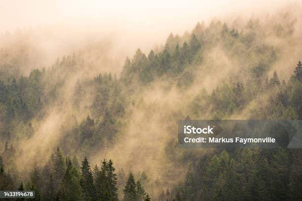 Grey Forest Landscape Covered In Thick Fog Stock Photo - Download Image Now - Fog, Atmospheric Mood, Autumn