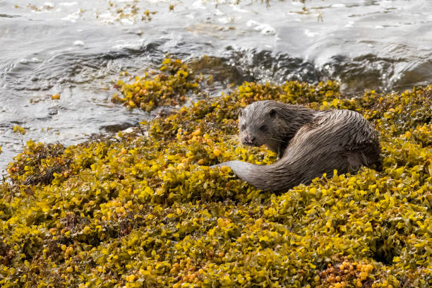istock Otter on an Ardnamurchan beach in Scotland 1433194954