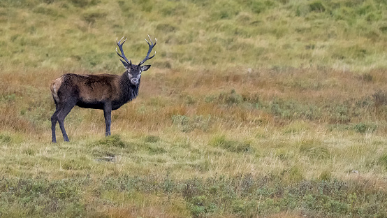 A Red Deer Stag in Ardnamurchan, Scotland