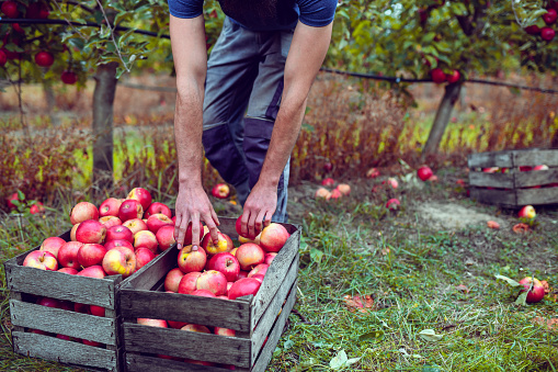 Wooden Crates Full Of Beautiful Red Apples During Harvest On Orchard
