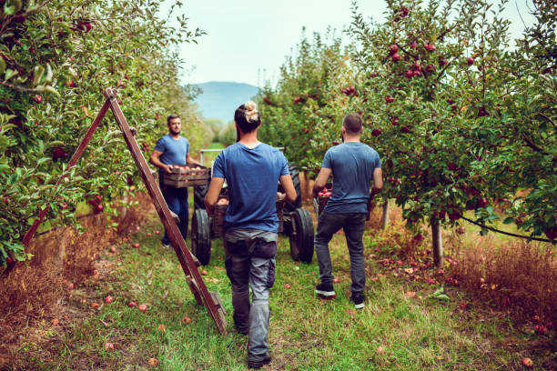 istock Farmers Harvesting Apples In Crates And Loading Them On Tractor Wagon 1433195314
