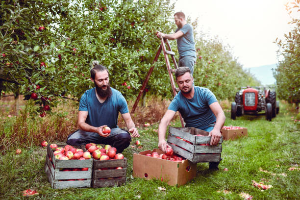 istock Calm Work Done By Bearded Farm Workers Using Ladders And Tractors During Apple Harvest 1433195342