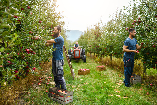 Concentrated Farm Workers Inspecting And Harvesting Apples Into Crates While Colleague Arrives With Tractor