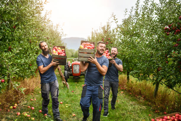 istock Great Harvest Yield On Apple Orchard For Smiling Farmers 1433195606