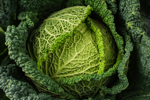 Close up of green savoy cabbage toned in dark, top view, selective focus