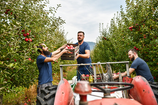 Smiling Friends Utilizing Teamwork While Loading Freshly Harvested Apples On To Tractor Wagon