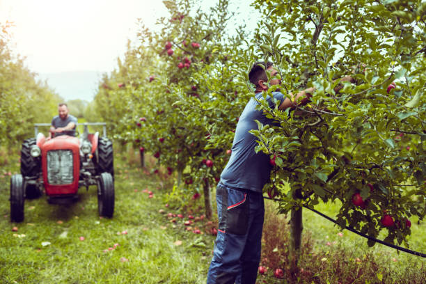 istock Focused Farmer Plunging In Deep Among Branches During Apple Orchard Harvest 1433196519