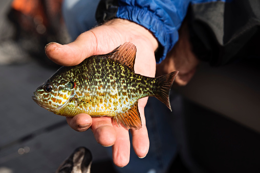 Close-up on a freshly caught pumpkinseed sunfish on a pontoon boat tour on a lake in autumn. No face. Horizontal outdoors full length shot with copy space.