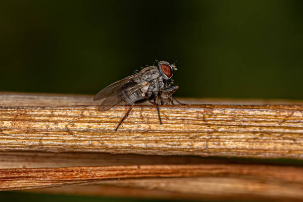 istock Adult Muscoid Fly 1433196837