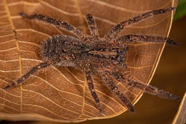 Adult Wandering Spider stock photo
