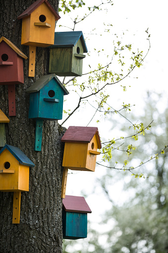 Many colorful birdhouses on a big tree in a park.