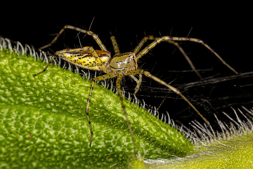 Adult Lynx Spider of the species Peucetia rubrolineata