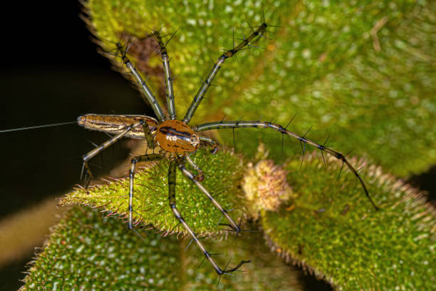 istock Adult Lynx Spider 1433197414