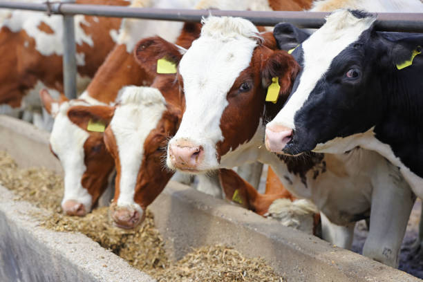 istock Dairy farm, simmental cattle, feeding cows on farm 1433198687