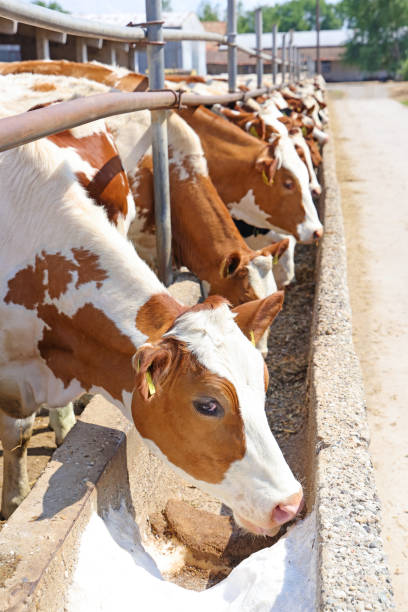 istock Dairy farm, simmental cattle, feeding cows on farm 1433198712