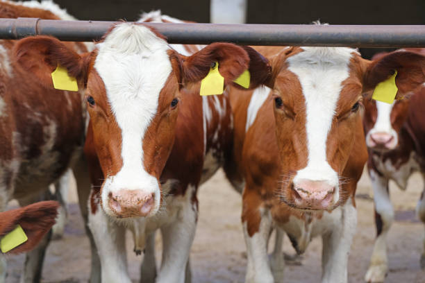 istock Dairy farm, simmental cattle, feeding cows on farm 1433198720