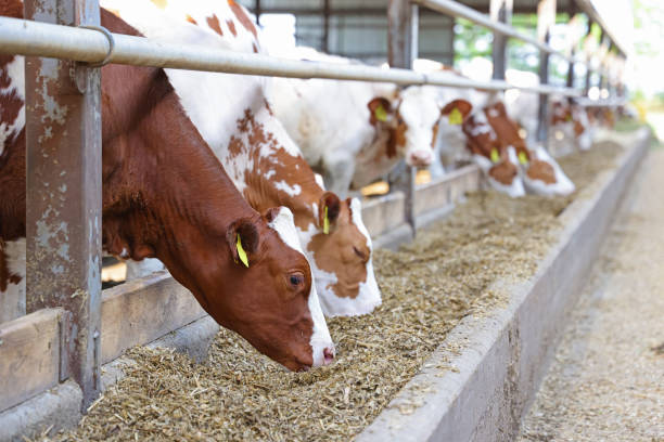 istock Dairy farm, simmental cattle, feeding cows on farm 1433198732