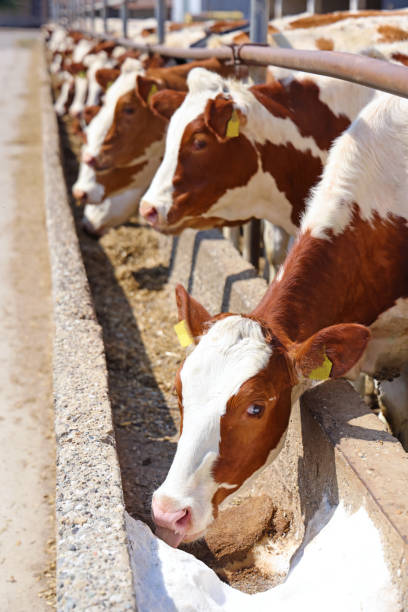 fazenda leiteira, gado simmental, alimentando vacas na fazenda - husbandry - fotografias e filmes do acervo