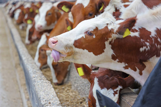 granja lechera, ganado simmental, alimentando vacas en la granja - animal husbandry industry dairy farm fotografías e imágenes de stock