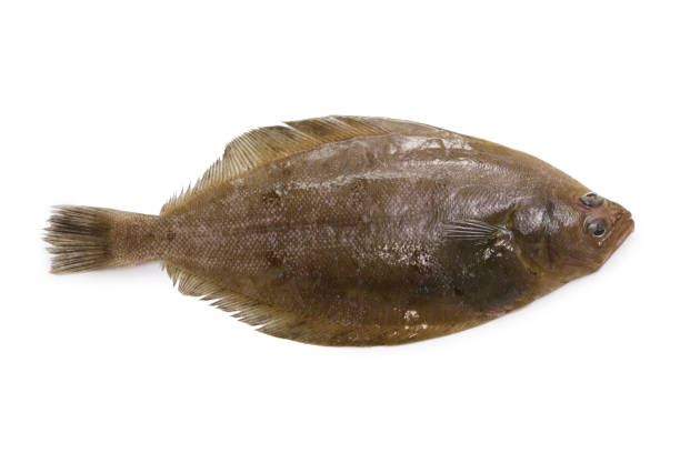 istock Mushigarei, Round-nose flounder, Shotted halibut (Eopsetta grigorjewi) 1433198818