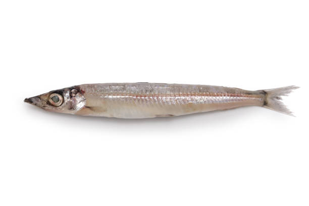 istock Nigisu, Deep-sea smelt ( Glossanodon semifasciatus ) 1433198825