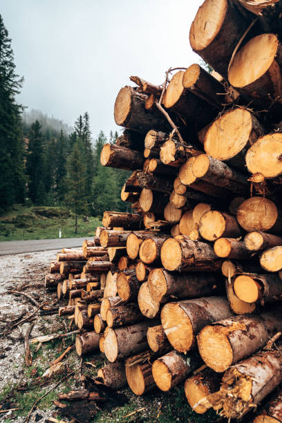 istock Harvesting of wood in the forest 1433199429